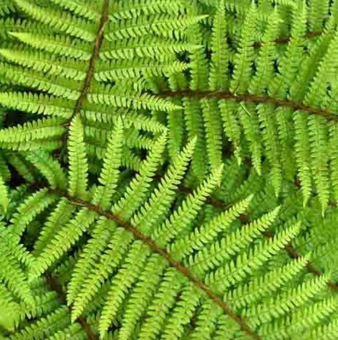 Japanese Tassel Fern