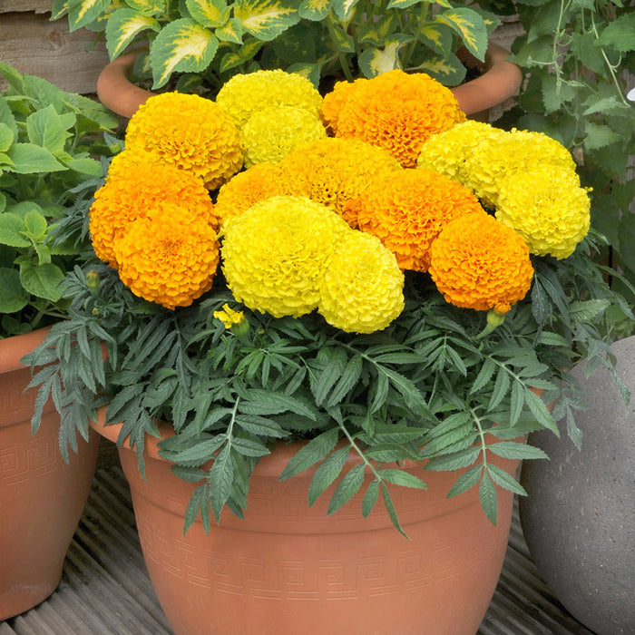 Marigold Taishan® Mixture