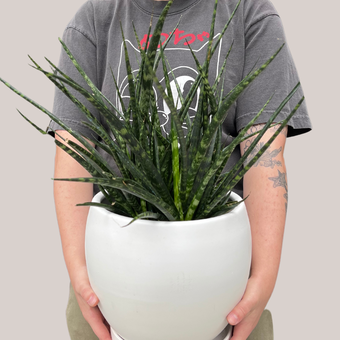 sansevieria fernwood punk vs mikado Fernwood Snake Plant – VI Plant Shop