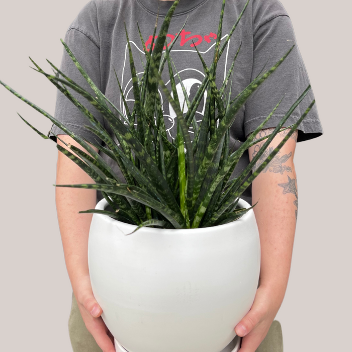 Fernwood Snake Plant