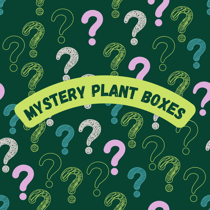 Mystery Plant Boxes *Presale*