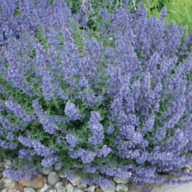 Nepeta 'Walkers Low'