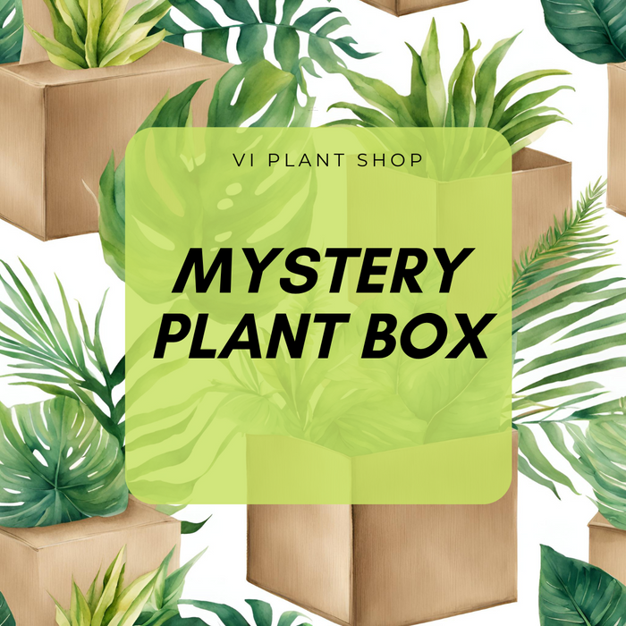 Plant Mystery Box *Presale*