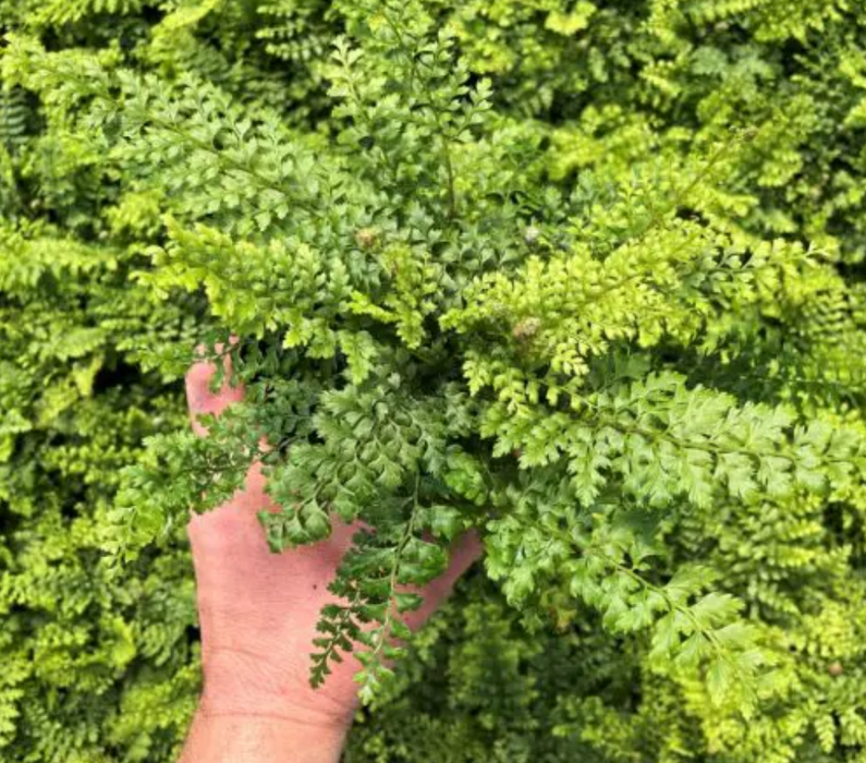 Soft Shield Fern 'Herrenhausen'
