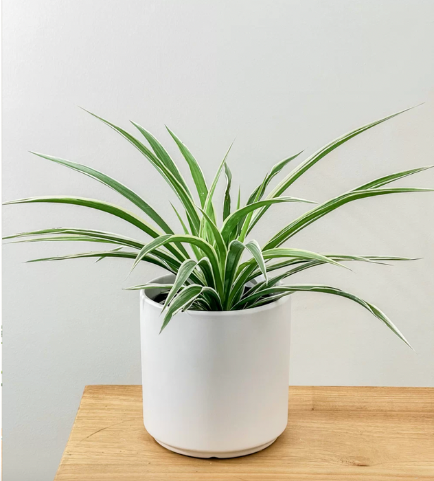 Reverse Spider Plant