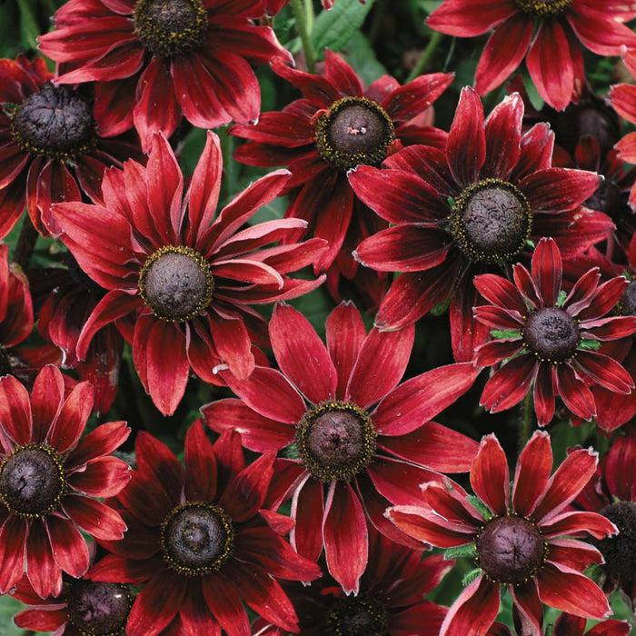 Rudbeckia 'Cherry Brandy'