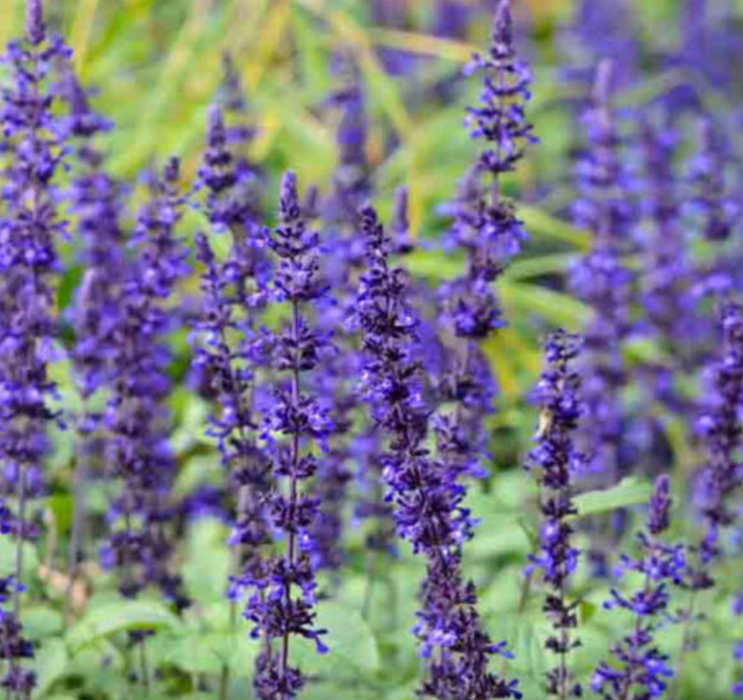 Salvia Mystic Spires