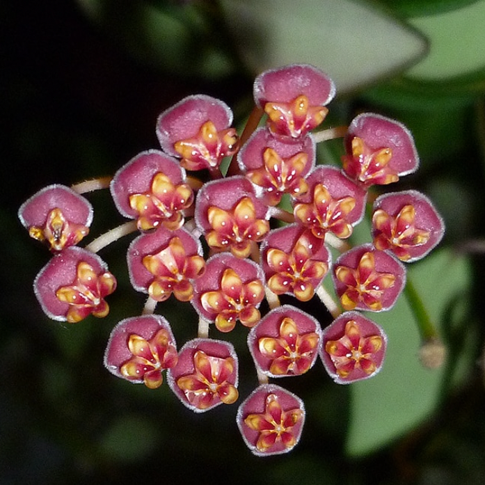 Hoya Bilobata