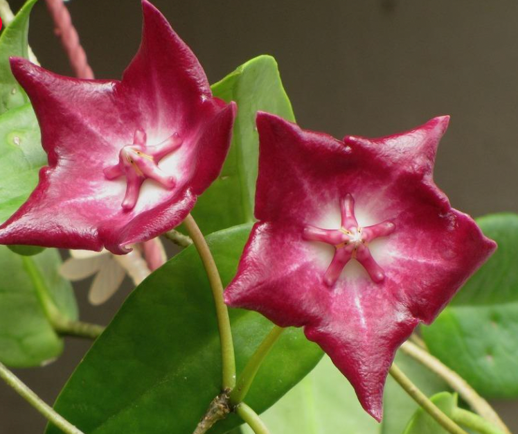 Hoya Macgillivrayi 'Taiwan'