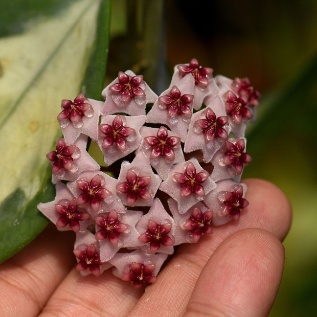 Hoya Obovata Variegata