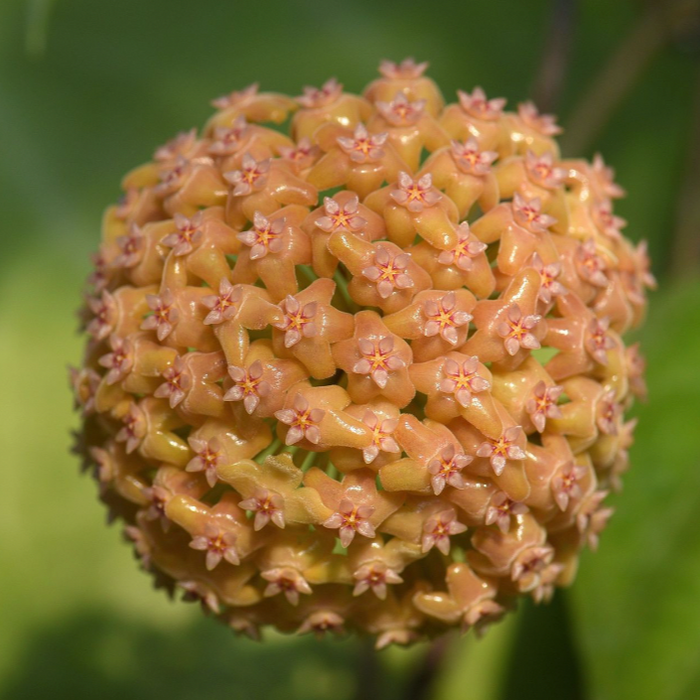 Hoya Chuniana