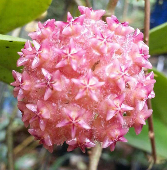 Hoya Mindorensis 'Pink'