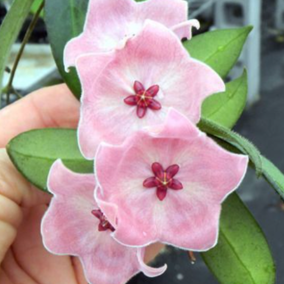 Hoya Patella 'Pink'