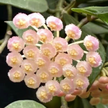 Hoya Rebecca