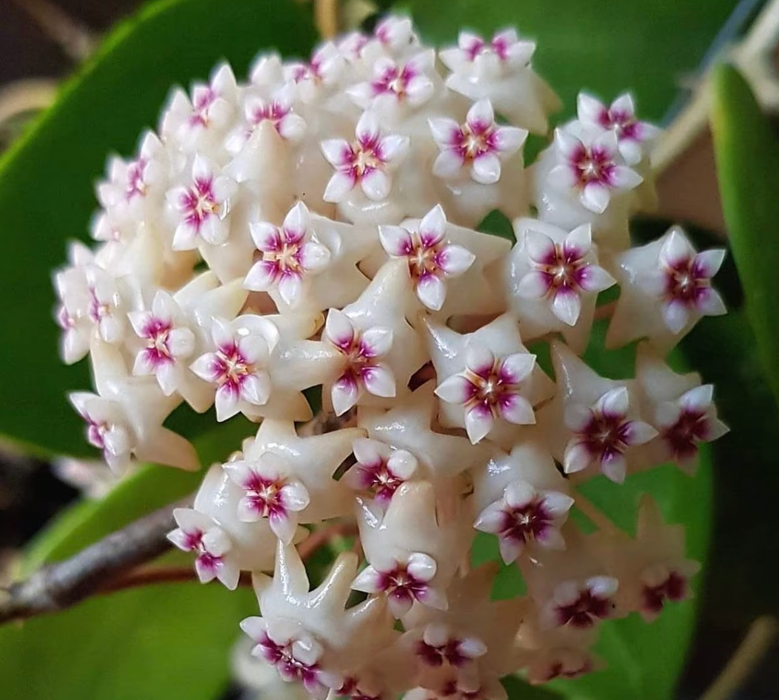 Hoya Verticillata White Splash