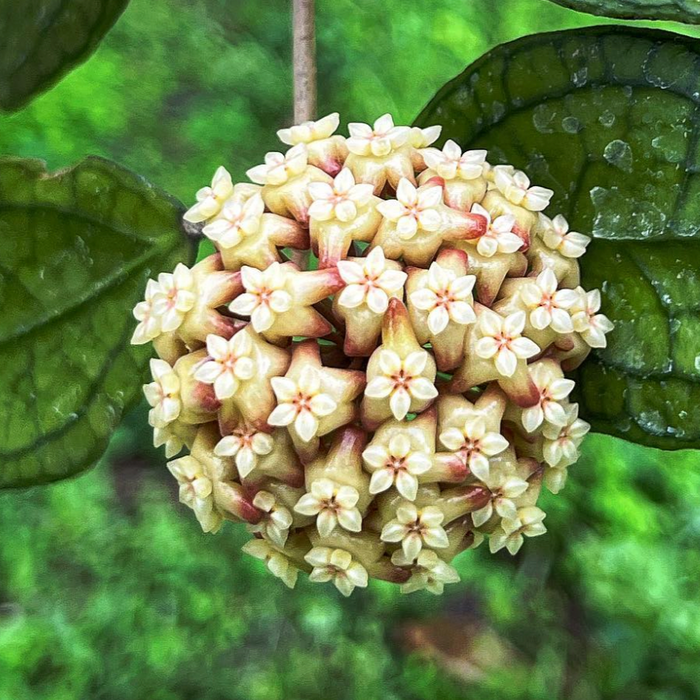 Hoya 'Tequila Sunrise'