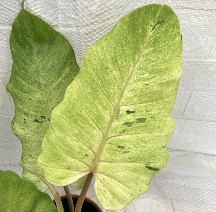 Philodendron 'Snowdrift'