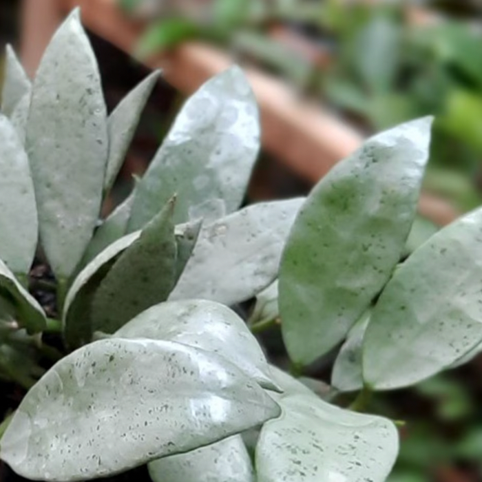 Hoya Lacunosa 'Silver'