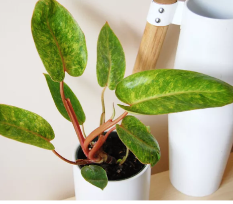 buy philodendron painted lady Philodendron 'Painted Lady' – VI Plant Shop