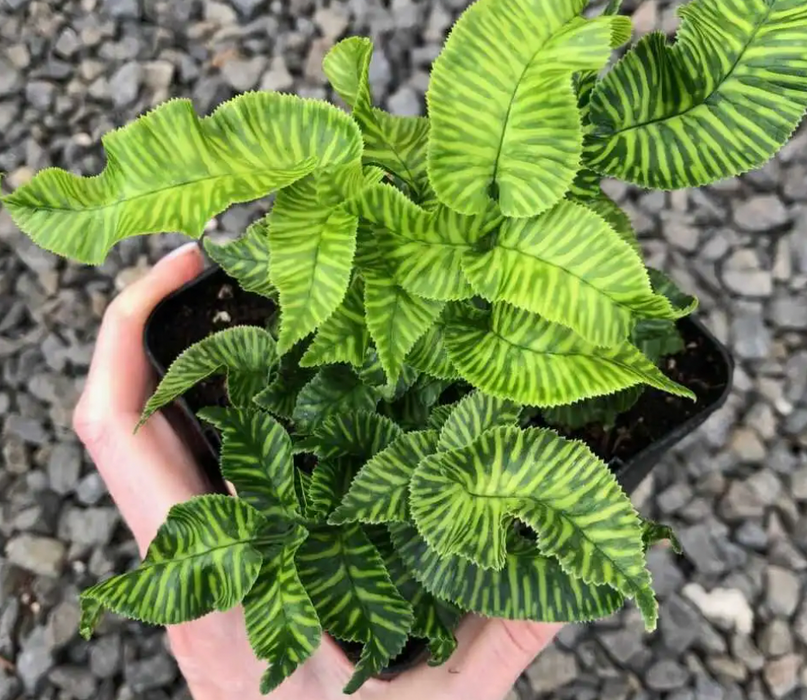 Golden Zebra Bamboo Fern