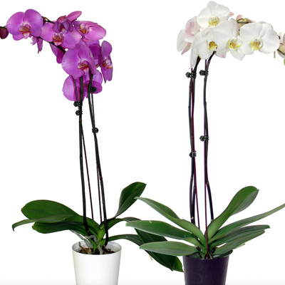Phalaenopsis Orchid