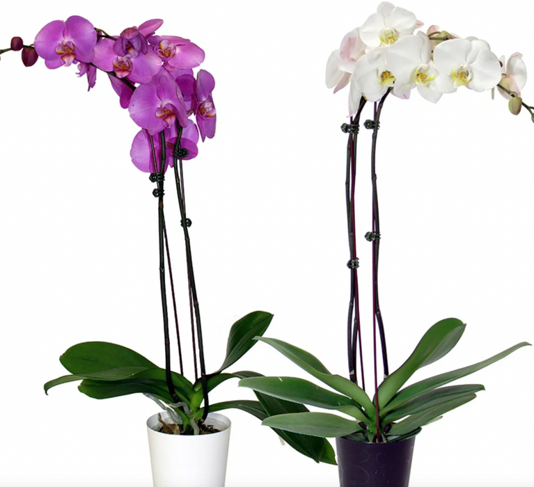 Phalaenopsis Orchid