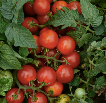 Tomato 'Little Bing'