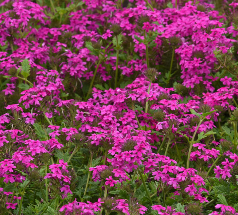 Verbena 'Homestead Hot Pink'