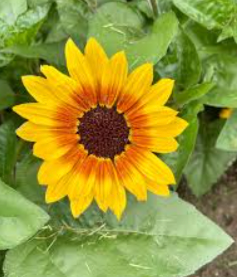 Sunflower 'Sol Seeker'