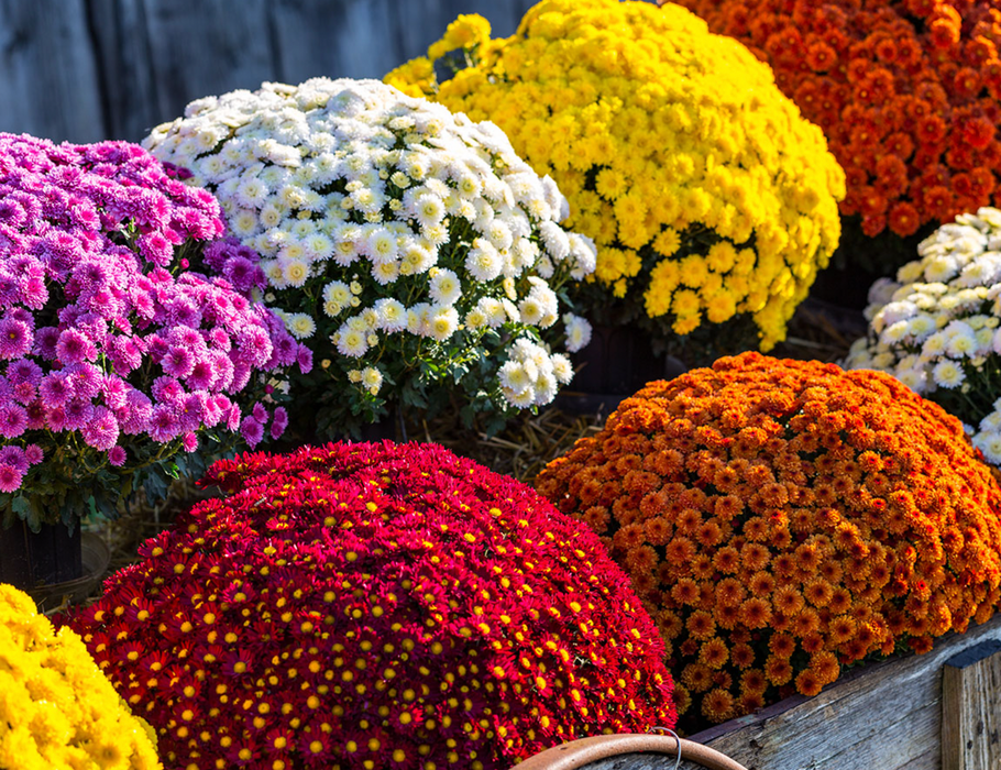 Assorted Fall Mums