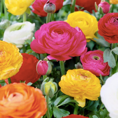 Ranunculus