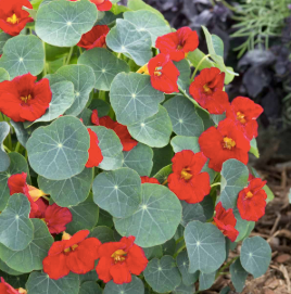 Assorted Nasturtium