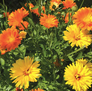 Assorted Calendula