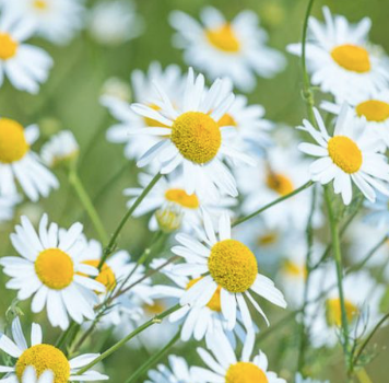 Chamomile