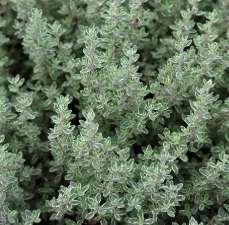 Silver Thyme