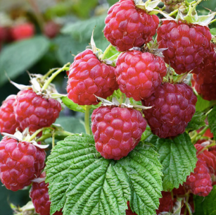 Raspberry 'Nova'