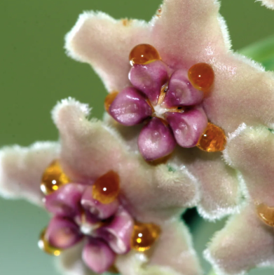 Hoya Diversifolia Variegated