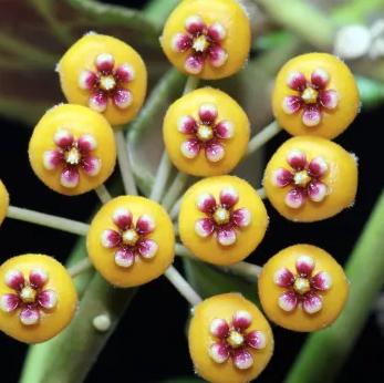 Hoya Waymaniae
