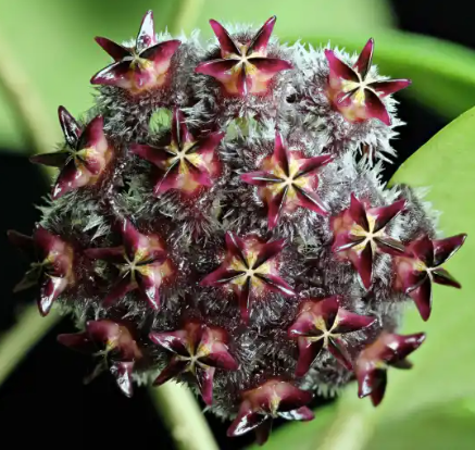 Hoya Mindorensis