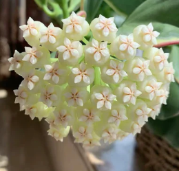 Hoya Pachyclada Albomarginata