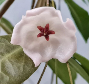 Hoya Patella 'White'