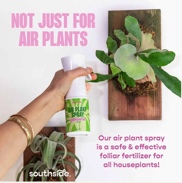 Air Plant Fertilizer