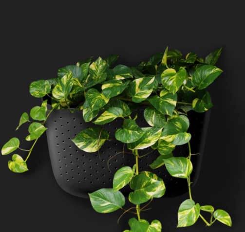 Charcoal Eco Wall Planter