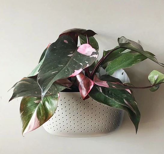 Stone Eco Wall Planter