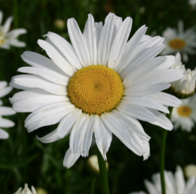 Shasta Daisy