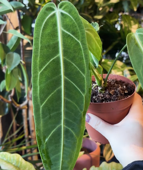 Anthurium Warocqueanum