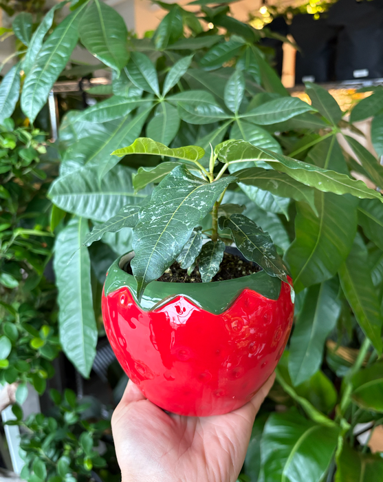 Strawberry Planter