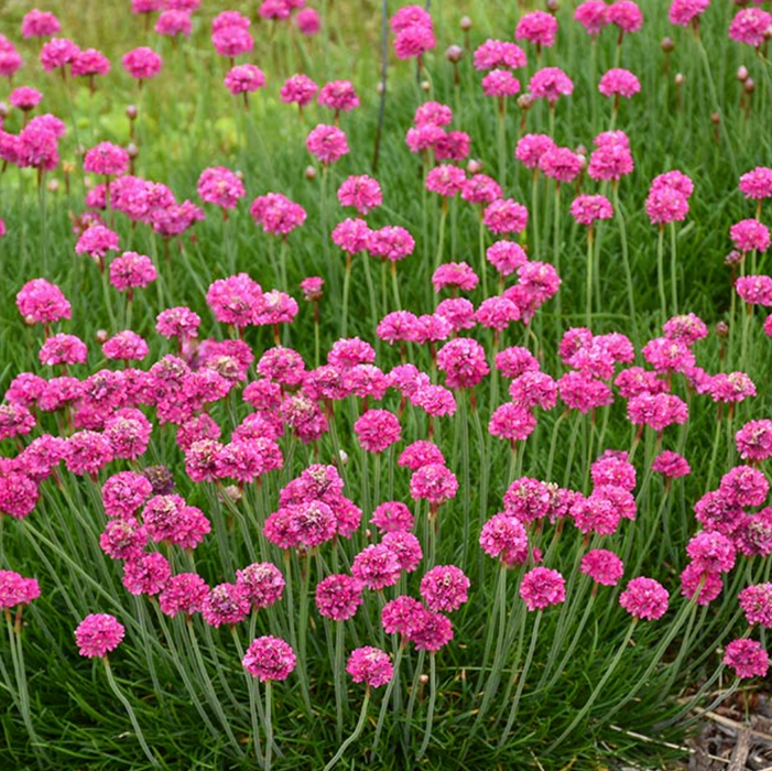 Armeria maritima 'Dusseldorf Pride'