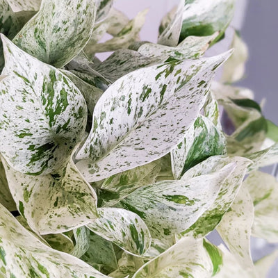 'Snow Queen' Pothos
