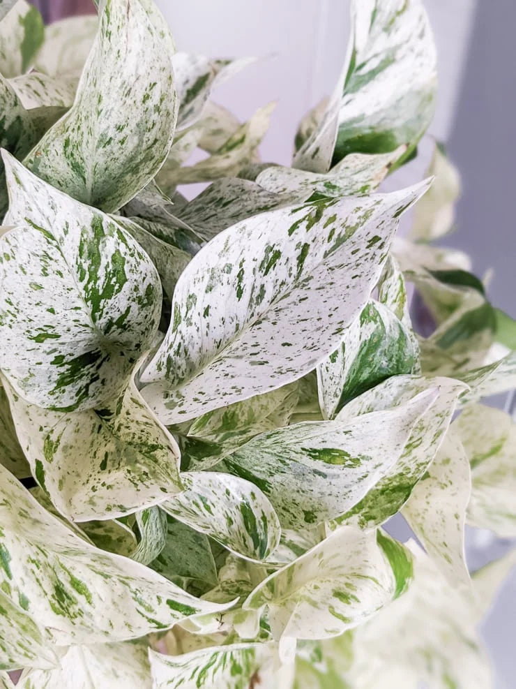 marble pothos vs snow queen Snow Queen' Pothos – VI Plant Shop